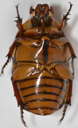 Réf. 275 309 : Pachnoda cordata camerounensis