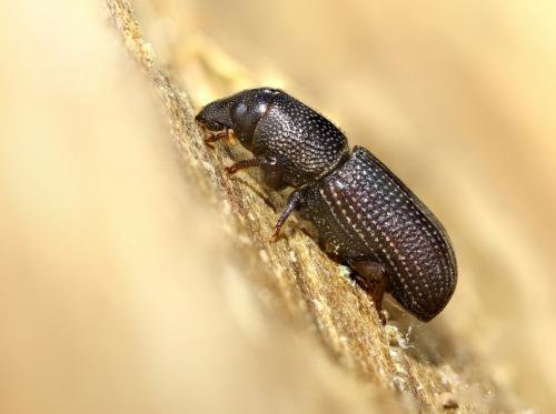 Brachytemnus porcatus