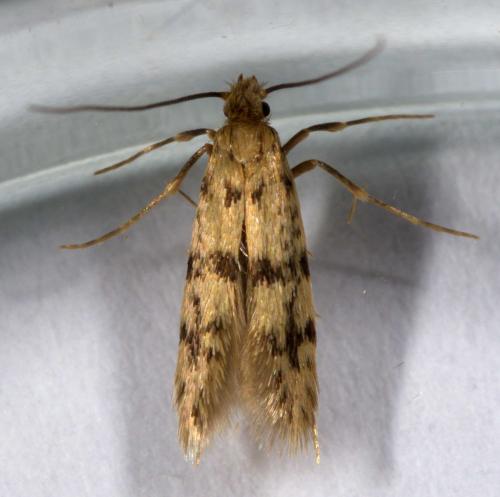 Tenaga sp.