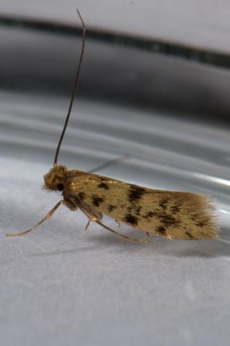 Tenaga sp.