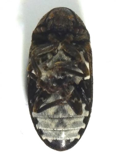 Dermestes sp.