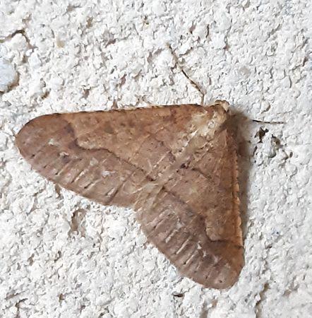 Agriopis marginaria