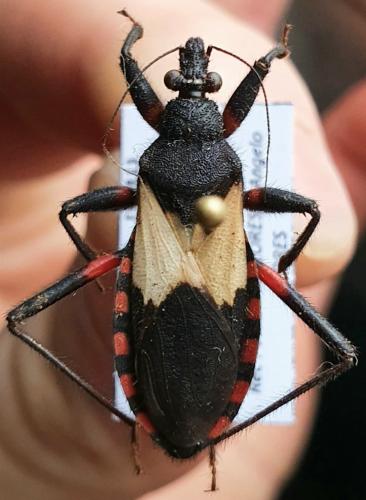 Réf. 275 375 : Microtomus cinctipes
