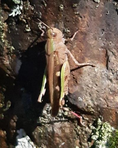 Réf. 275 407 : Aiolopus strepens