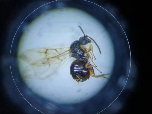 Neuroterus sp.
