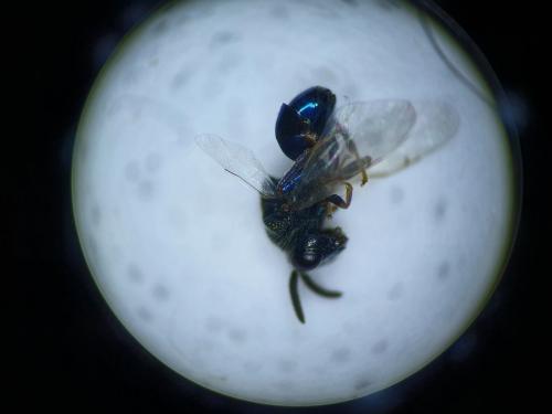 Perilampus sp.