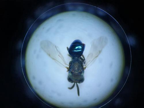 Perilampus sp.