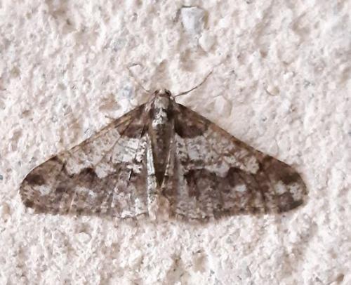 Réf. 275 974 : Agriopis leucophaearia