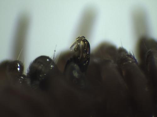 Réf. 275 749 : Polydesmus angustus