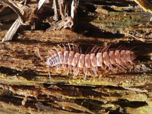 Polydesmus angustus