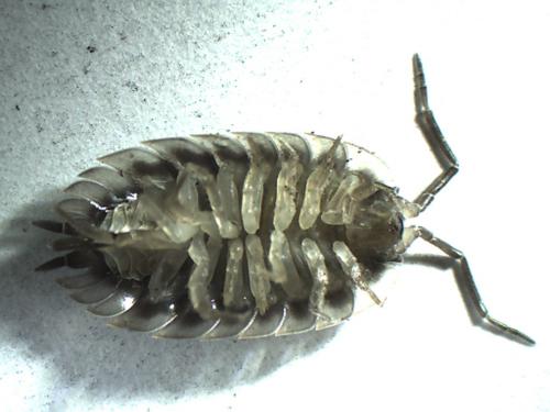 Réf. 275 752 : Oniscus asellus