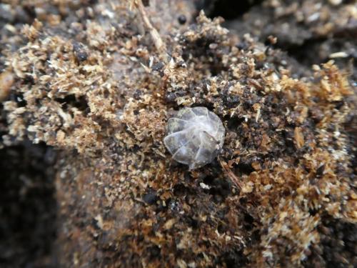 Réf. 275 851 : Armadillidium vulgare