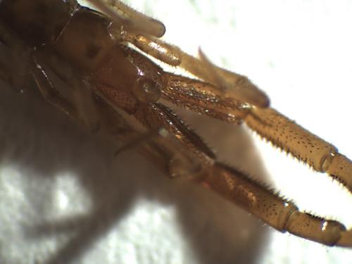 Cryptops hortensis
