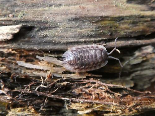 Oniscus asellus