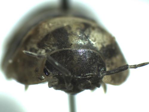 Armadillidium vulgare
