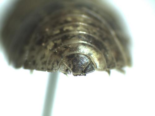 Armadillidium vulgare
