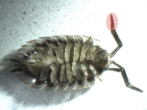 Oniscus asellus