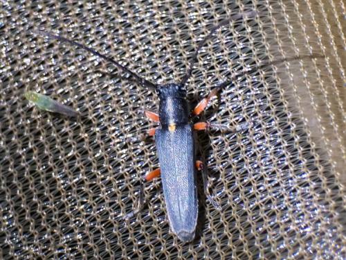 Réf. 275 786 : Phytoecia icterica