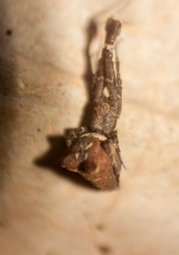 Uloborus plumipes