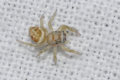 Réf. 275 543 : Icius (hamatus-subinermis)