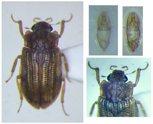 Helophorus porculus