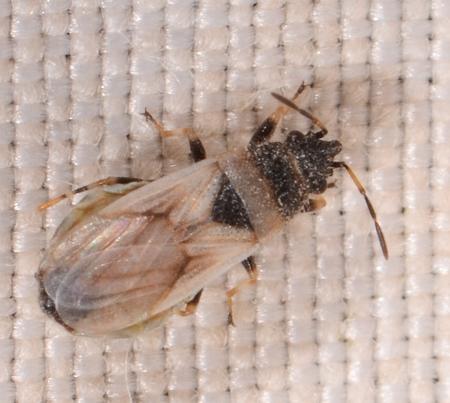 Metopoplax fuscinervis