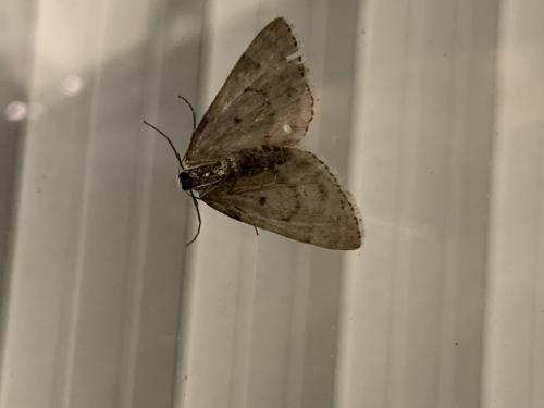 Réf. 275 573 : Colostygia multistrigaria