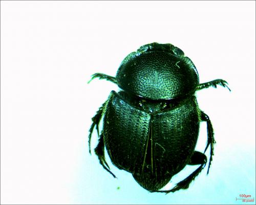 Onthophagus joannae