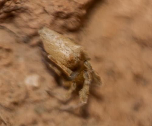 Réf. 275 940 : Uloborus plumipes