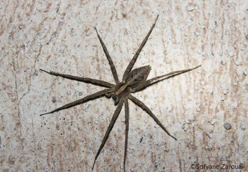 Réf. 275 605 : Rothus aethiopicus
