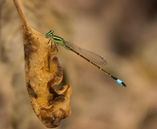 Ischnura saharensis