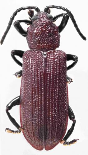 Lasiochila sp.