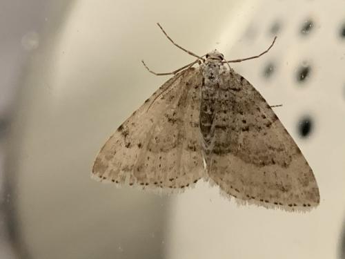 Colostygia multistrigaria