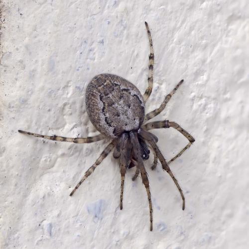 Zygiella x-notata