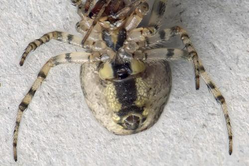 Zygiella x-notata
