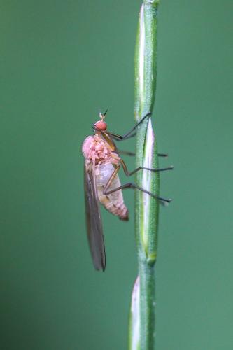 Réf. 275 732 : Empis sp.