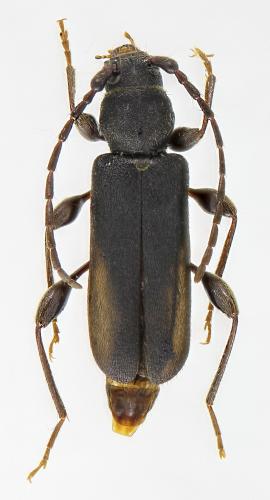Phymatodes femoralis