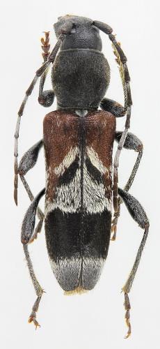 Réf. 275 075 : Anaglyptus mysticoides