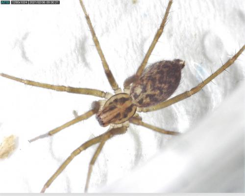Eratigena sp.