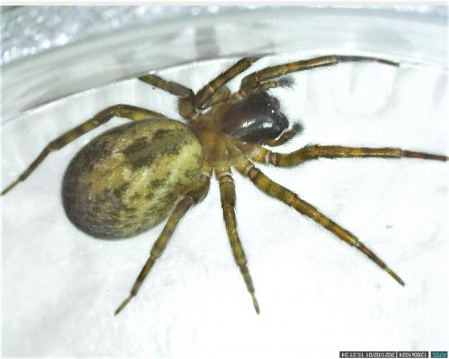 Amaurobius similis