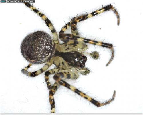 Réf. 275 027 : Metellina merianae