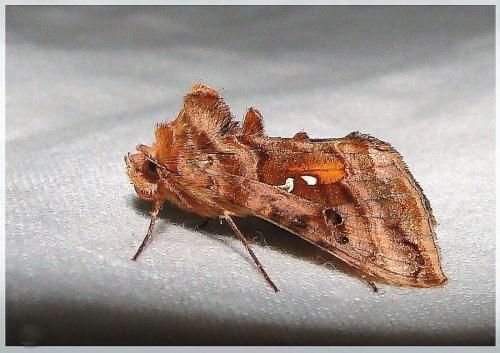 Autographa pulchrina