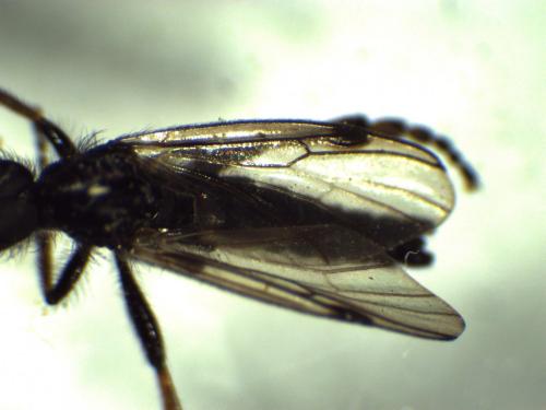 Bibio femoralis