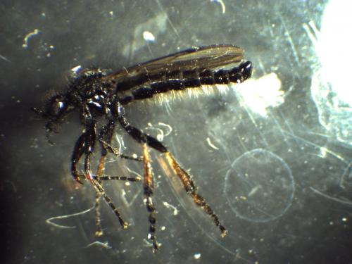 Bibio femoralis