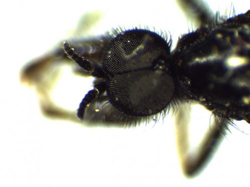 Bibio femoralis