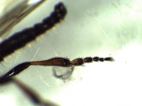 Bibio femoralis