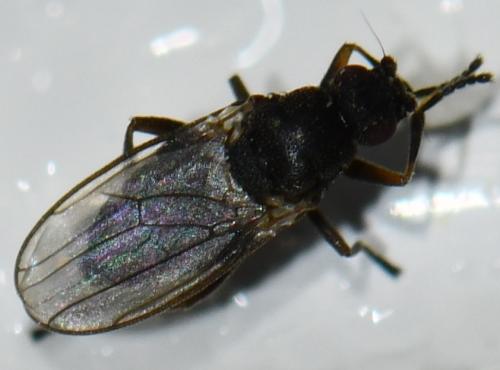 Réf. 275 270 : Ischiolepta sp.