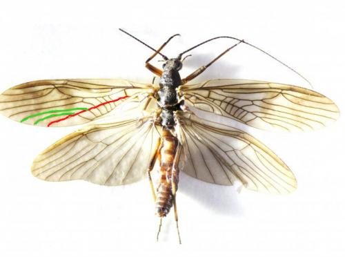 Taeniopteryx sp.