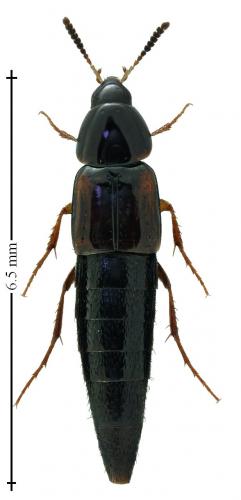 Mycetoporus sp.