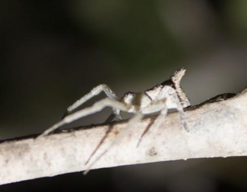 Tmarus sp.